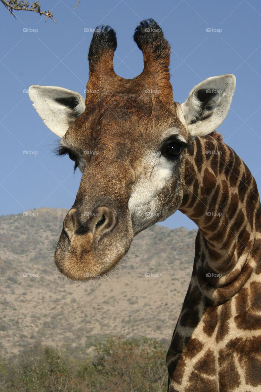 Giraffe - Straight out of Africa