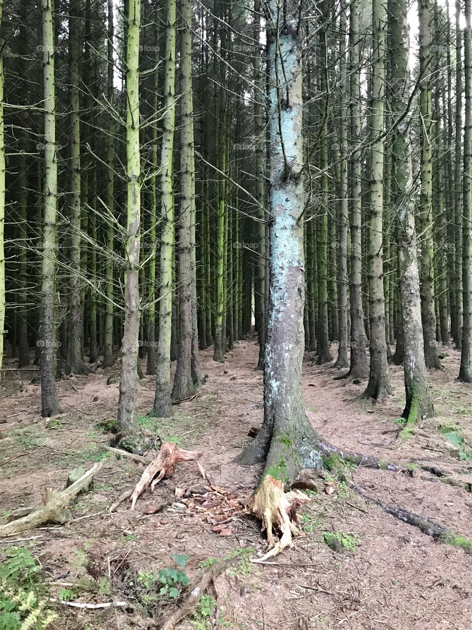Grove of enchanting trees, Isle of Bute, Scotland