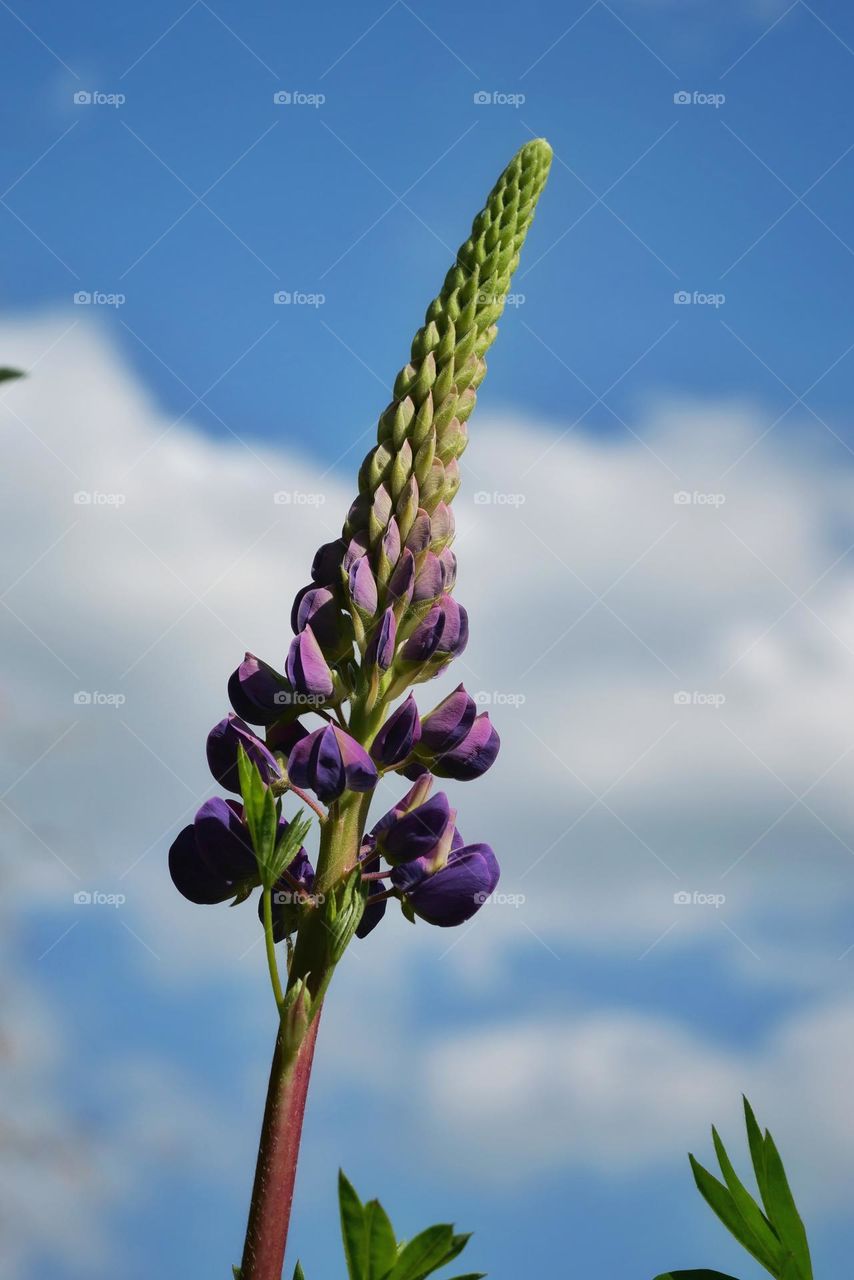 Lupine against cloudy sky