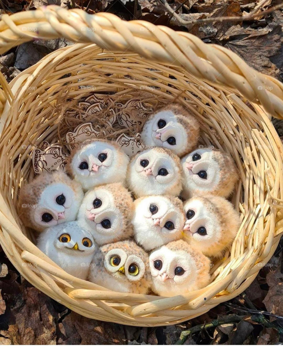 Owl Babies