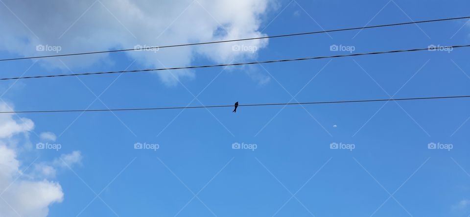 Single nightingale bird