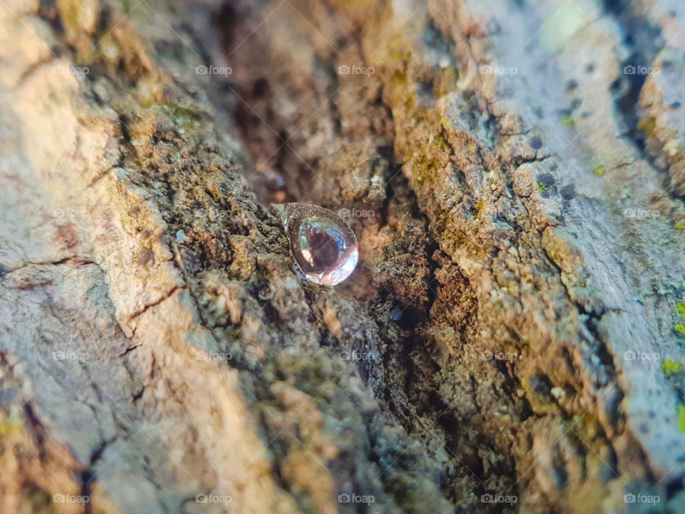 sticky droplet from tree bark
