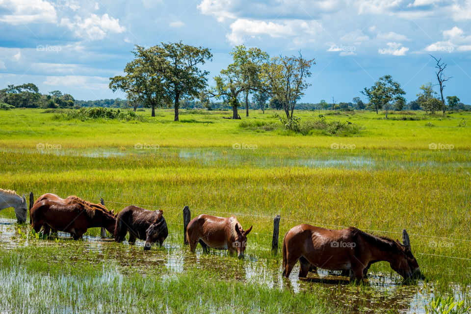 Horses on wetlands pasture 