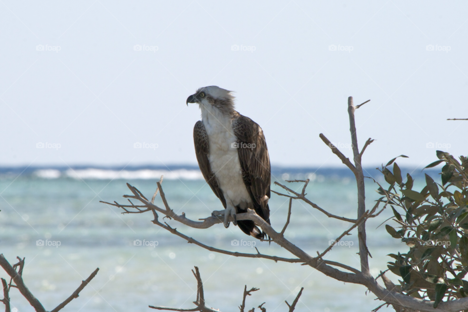 blue tree fish bird by KathOnEarth