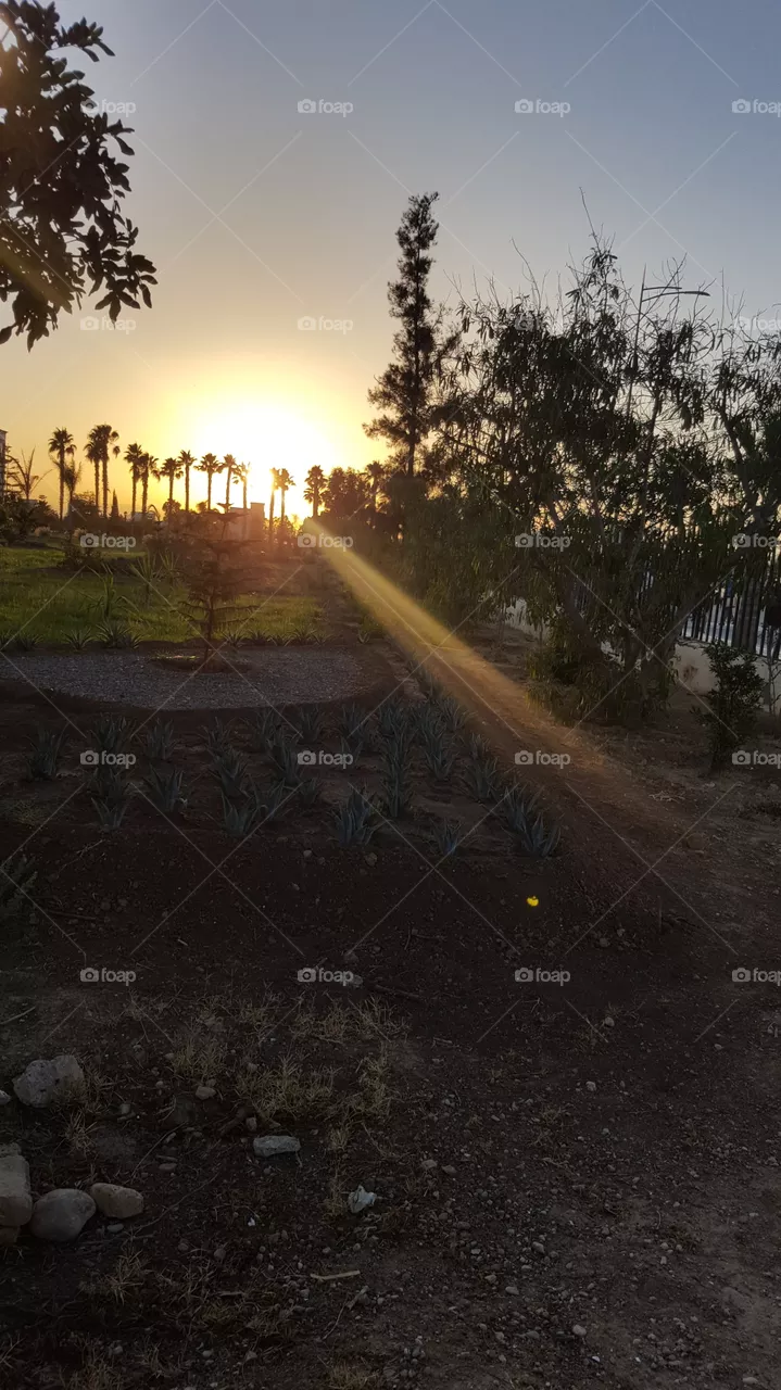 sunset
