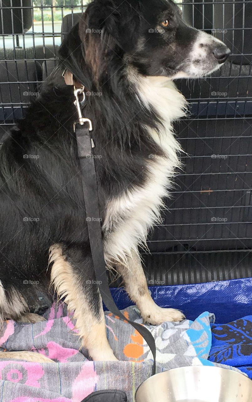 Border collie sheepdog in back of truck SUV 