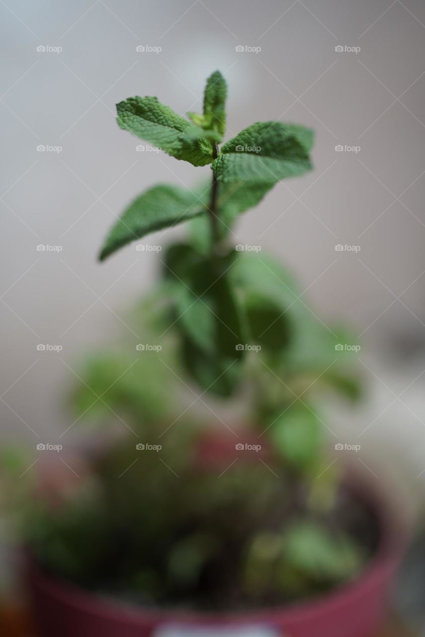 moroccan tea for ramadan mint orange