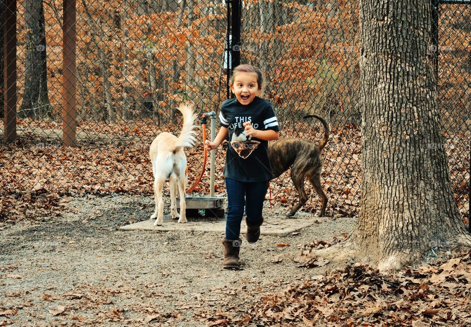 Wood, Dog, Nature, Fall, People