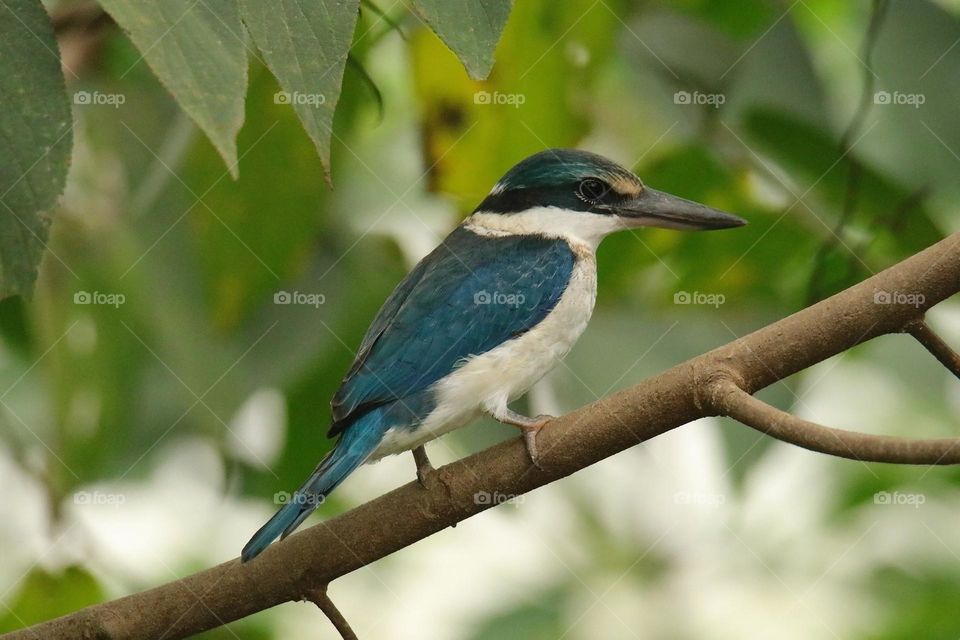 Beautiful and cute bird