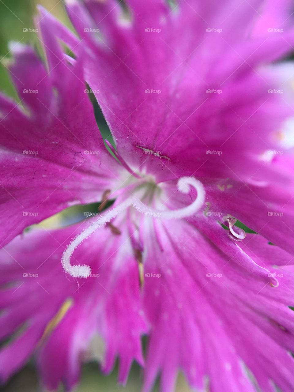 Close up of flower