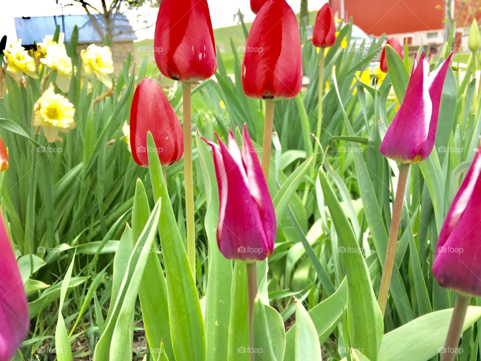 Different tulips