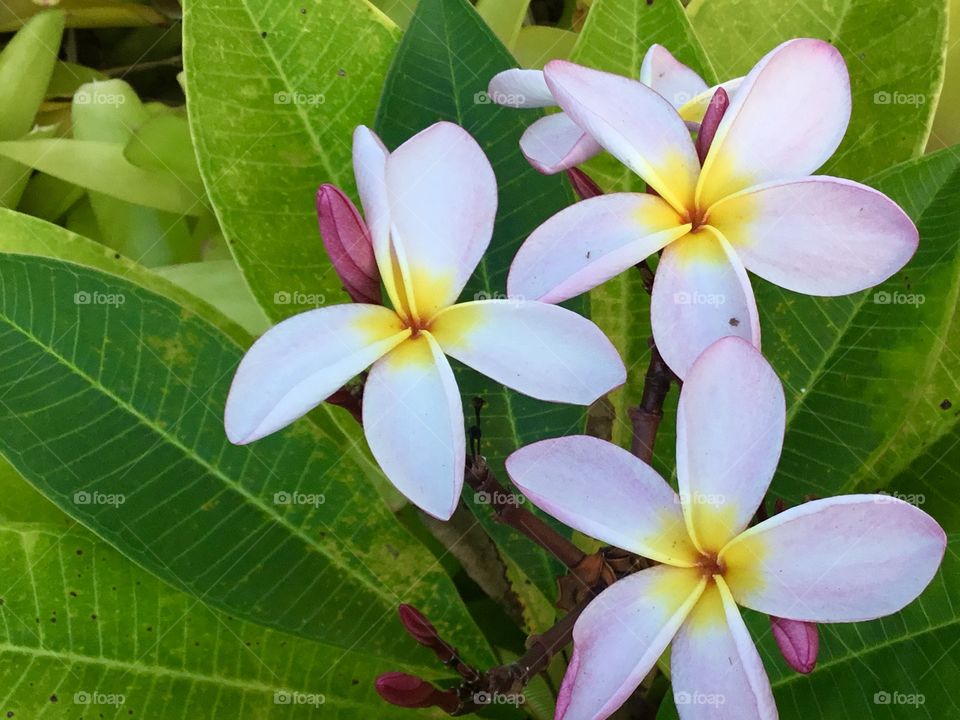Pink tinted plumeria - need to make a lei.