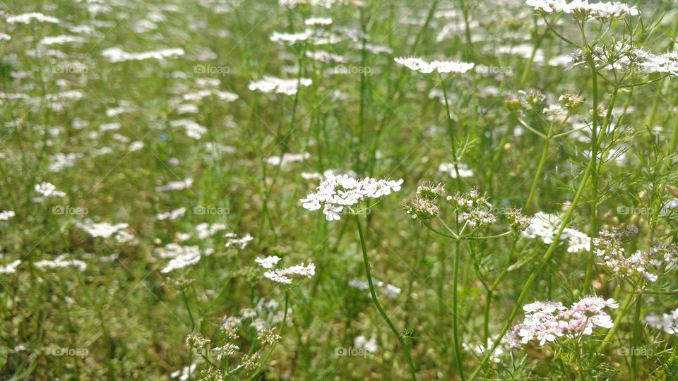 flowers all around