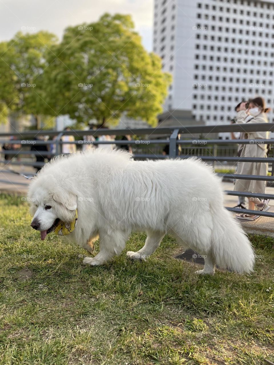 Walking with dog