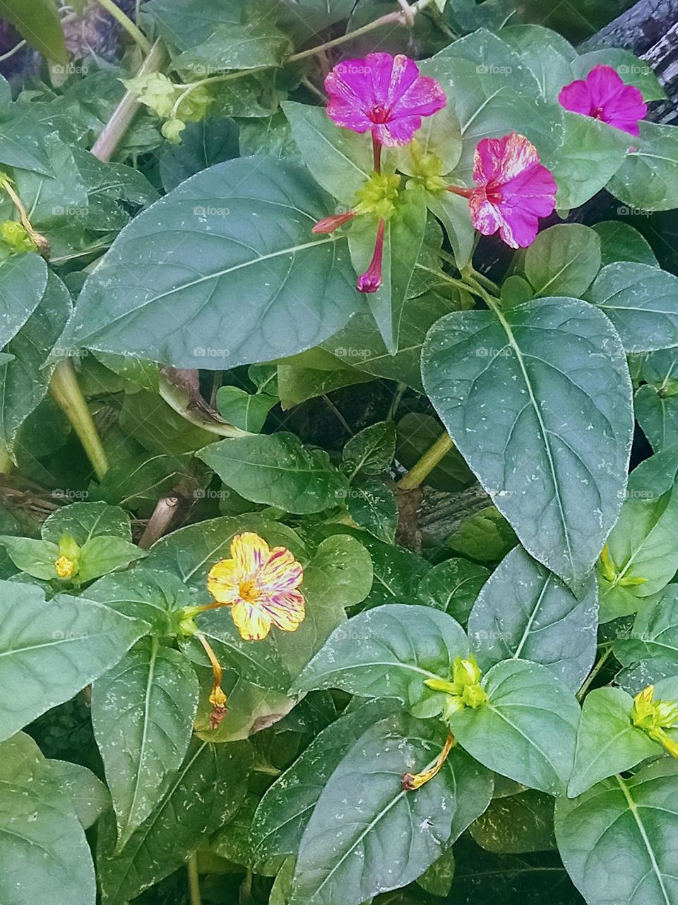 Flowers  in the summer