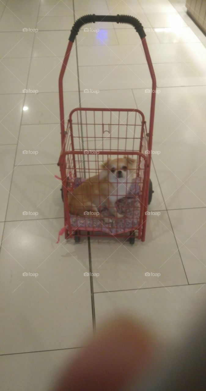 shopping with cosmo