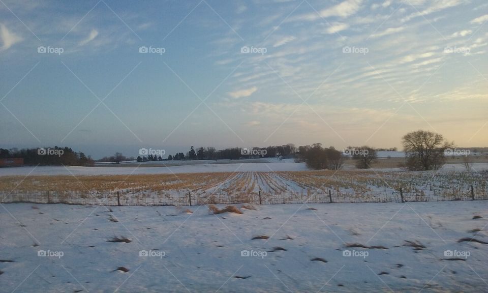 Winter Corn Field