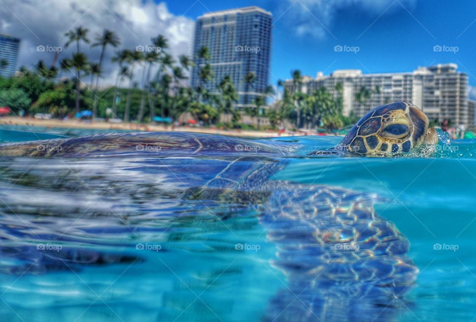 waikiki turtle