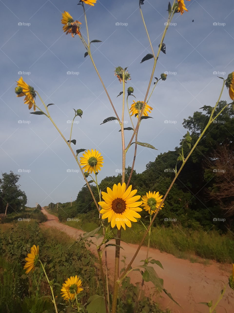 giant sunflower