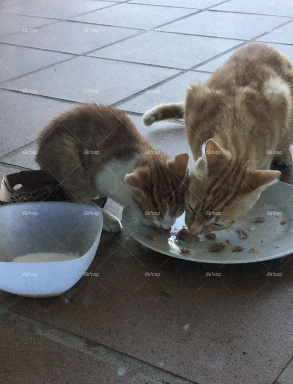 Mother cat and kitten having breakfast together 