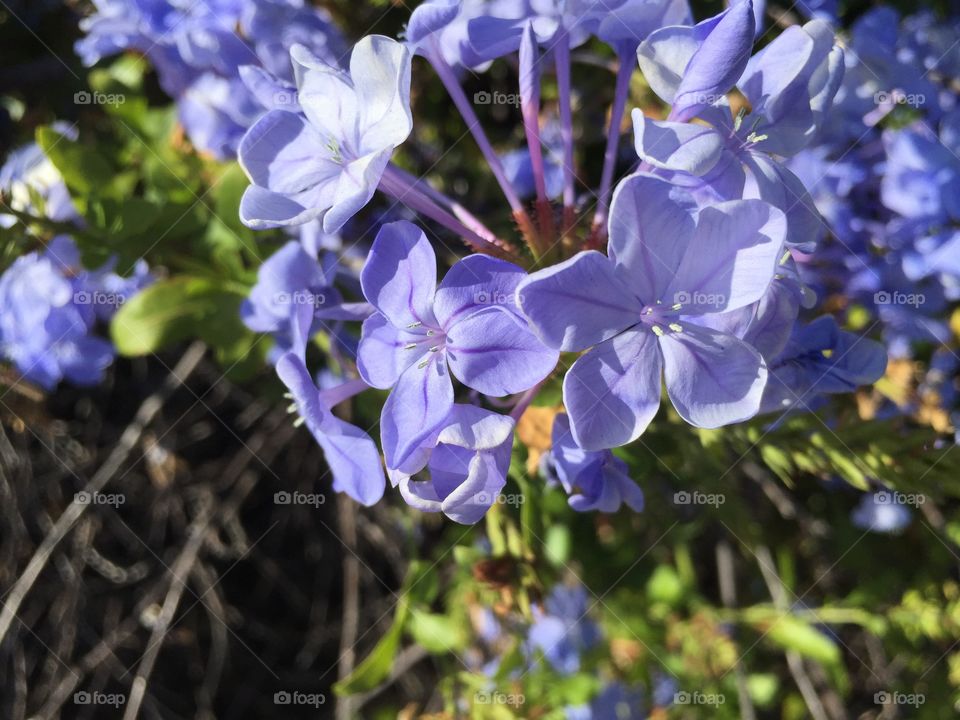 Purple flowers with long stalk