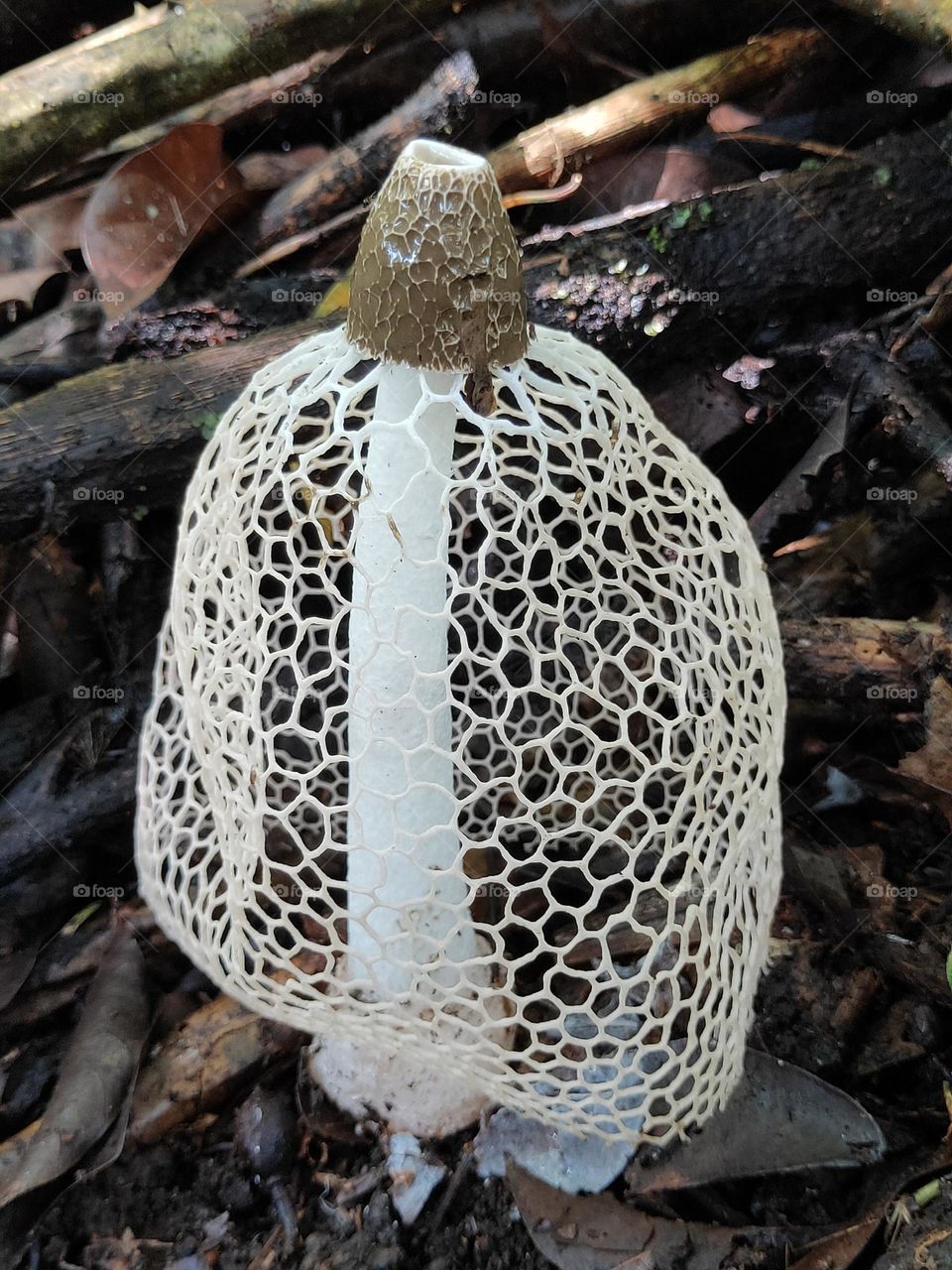 net mushroom