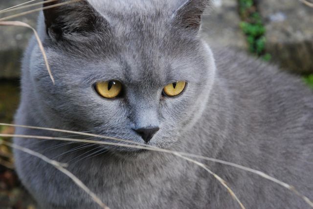 British blue cat with yellow eyes sitting in the grass watching 