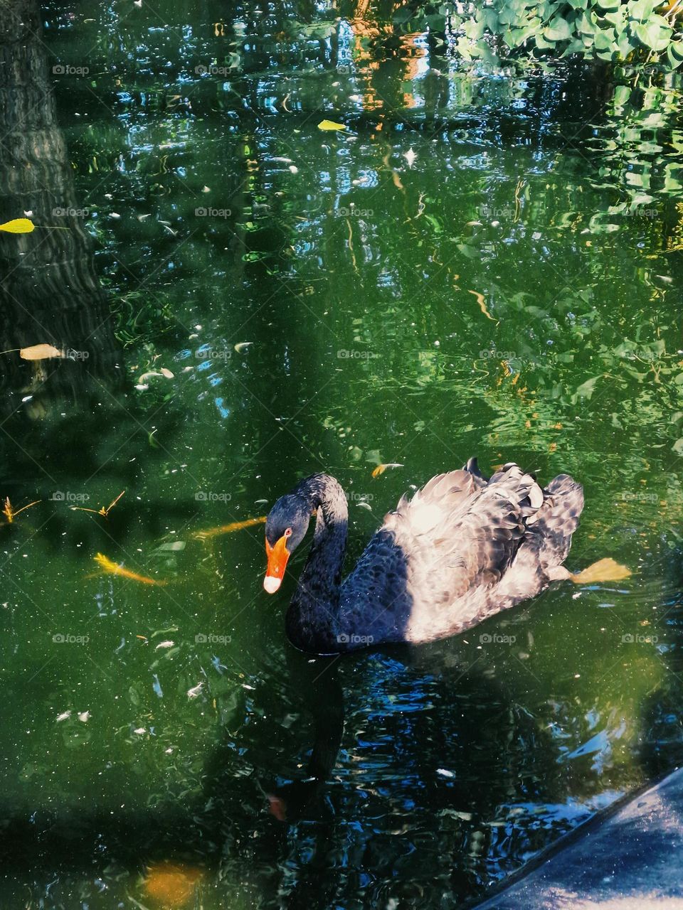 black Swan