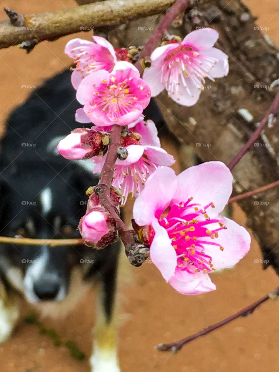 Pink buds and blossoms from nectarine fruit tree in Australia in spring 