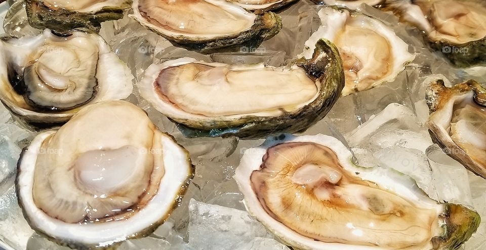 fresh shucked oysters on the half shell
