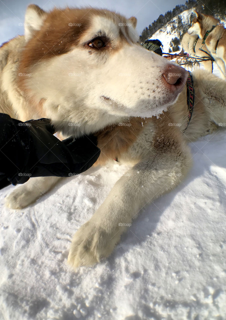 Siberian Husky the most friendly dog in the world. How amazing that they can touch our heart so easily.