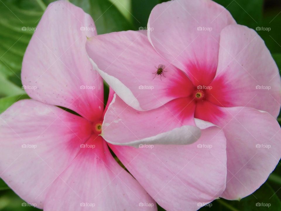 Pink tropical Vinca flowers with small flying insect 