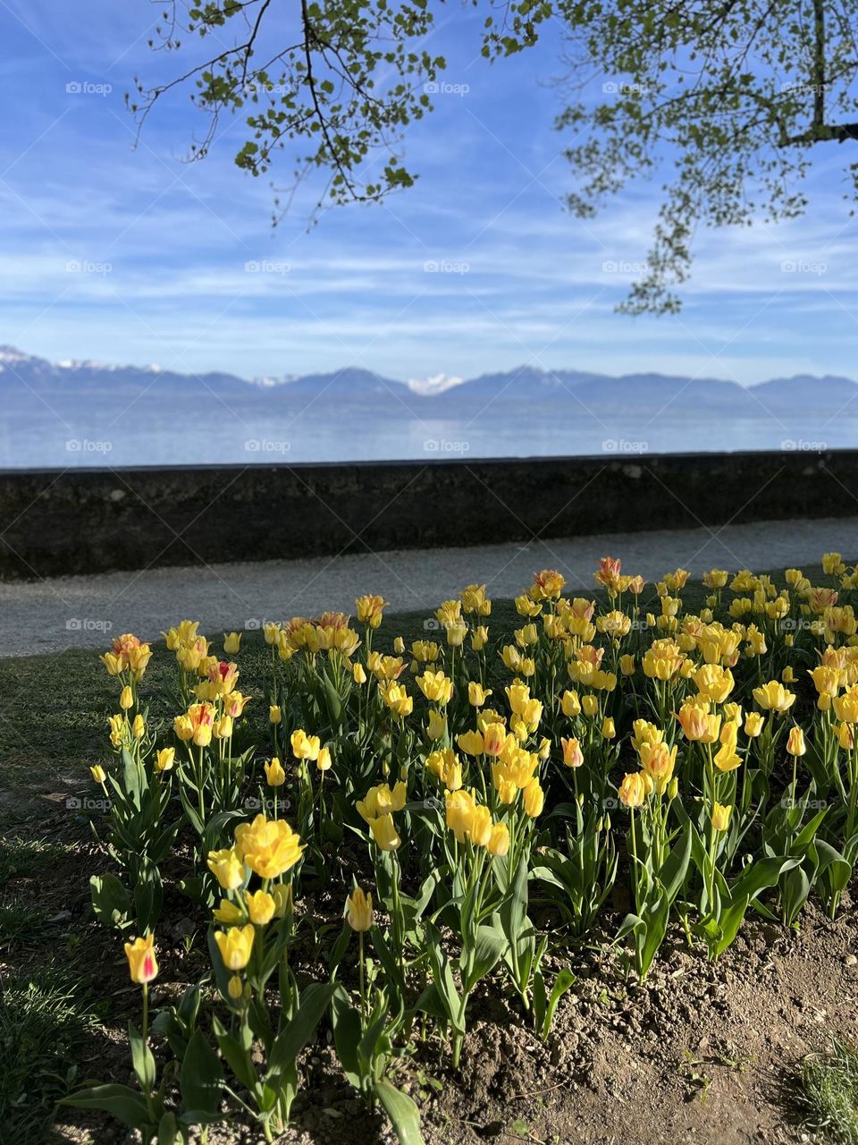 Snow in mountains and flowers at the park 