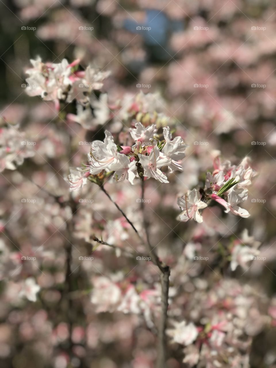 Spring time in Florida