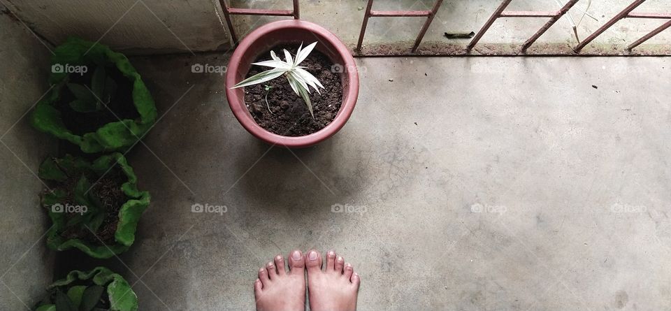 portrait of a plant in a brown pot and in the left is a three green pots with plants and a brown feet in the middle