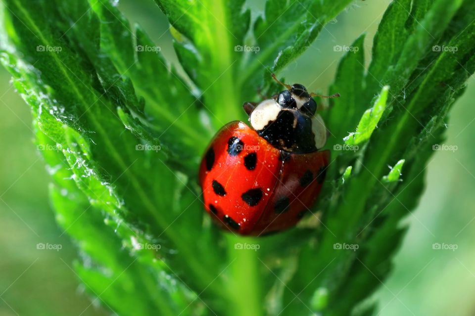 Ladybug