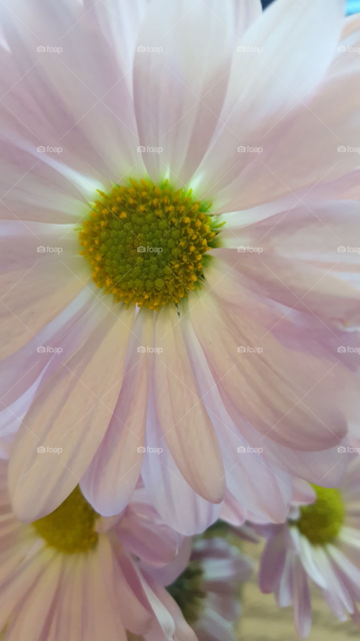 daisy closeup