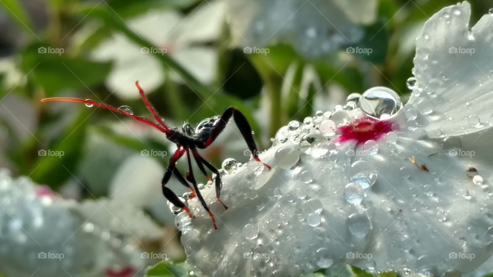 Nature, Flower, Winter, Closeup, Christmas