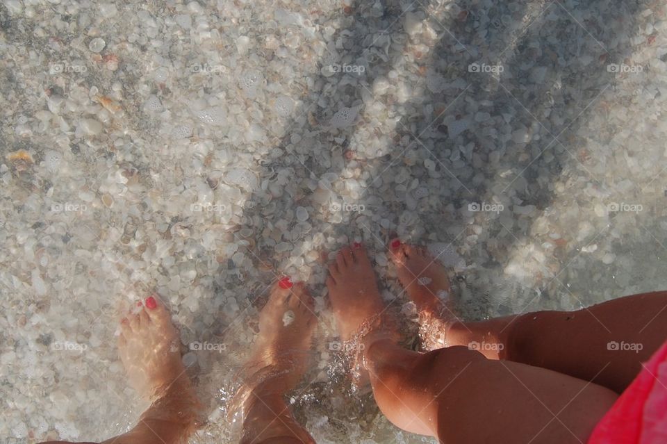 Sanibel shells