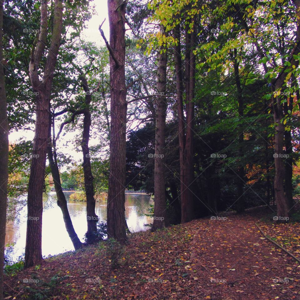 Loch through the trees 