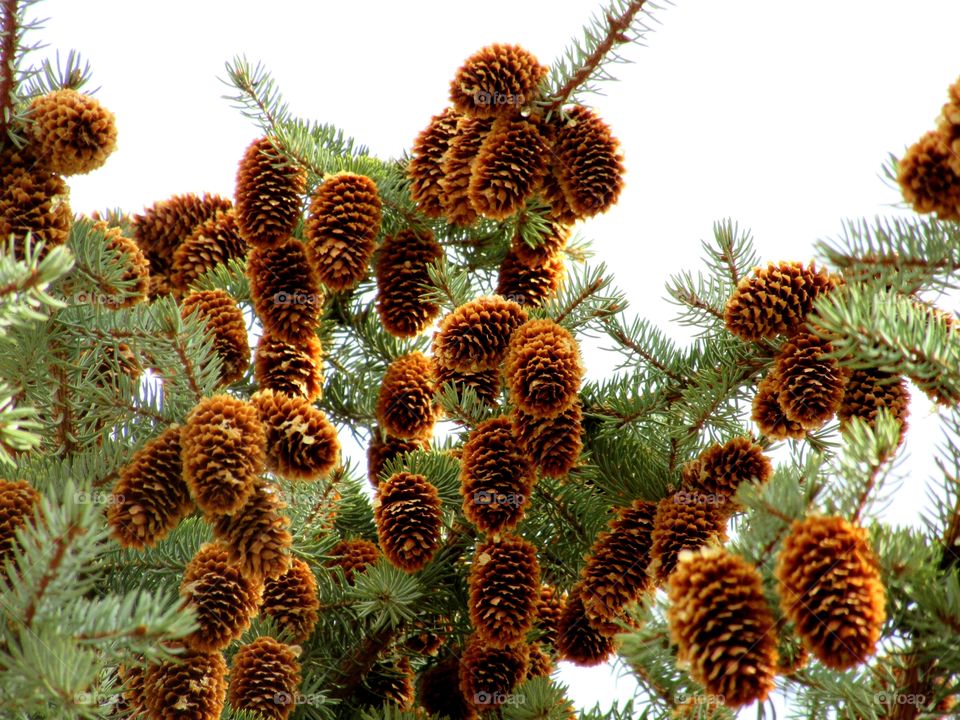 the harvest of cones on the tree
