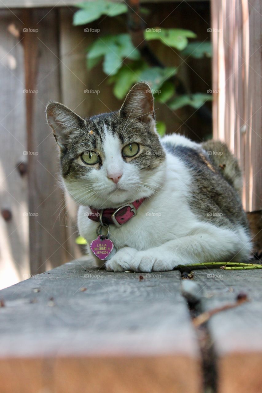 Beautiful green-eyed white and brown female cat calmly stares at camera while laying on an outdoor deck