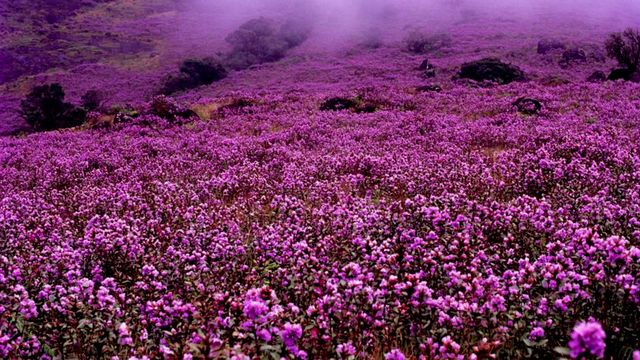 I love nature