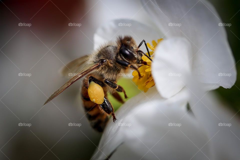 Honey bee on a white flower