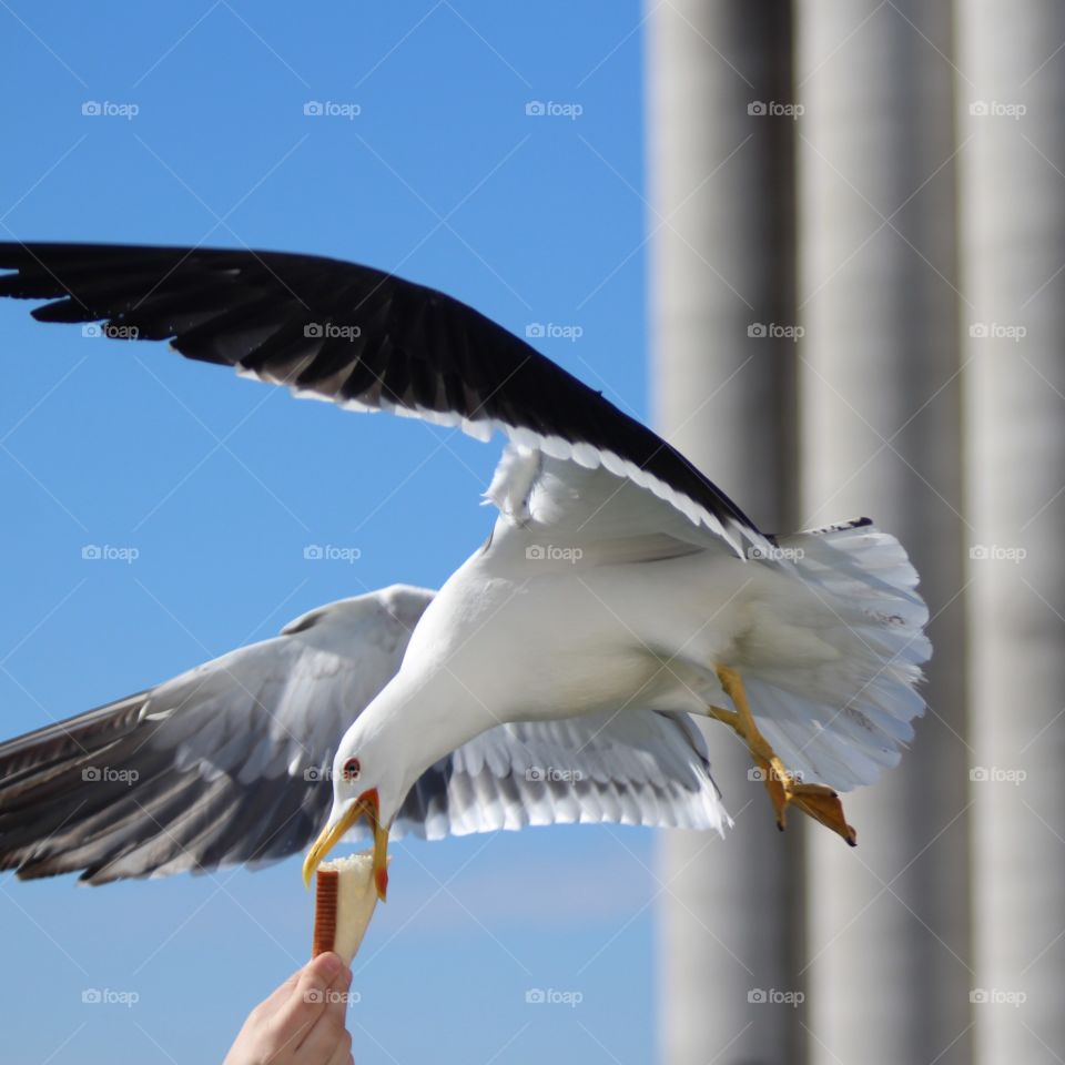 Seagull on the fly grabs bread from his hand