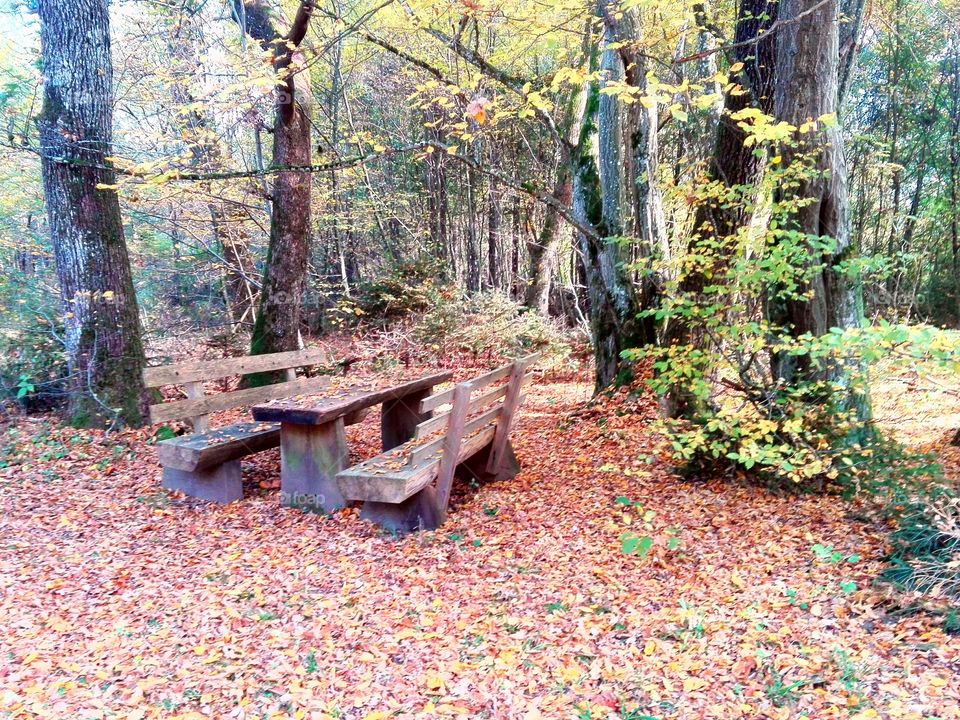 picnic in the wood