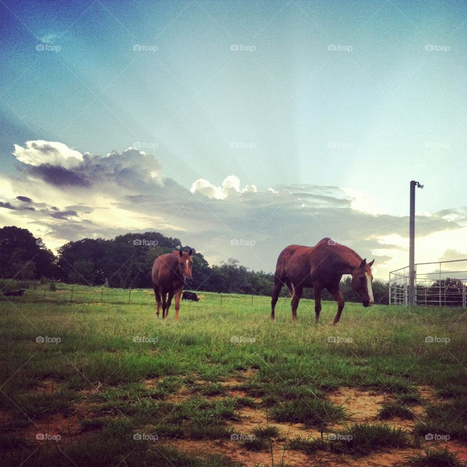 Two horses walking in sunlight 