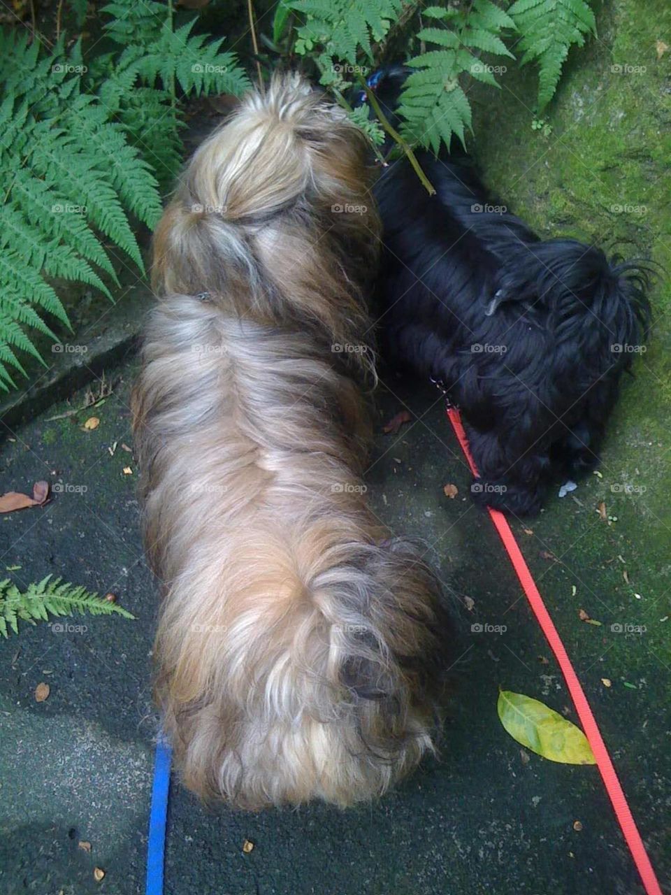 Lhasa Apso
