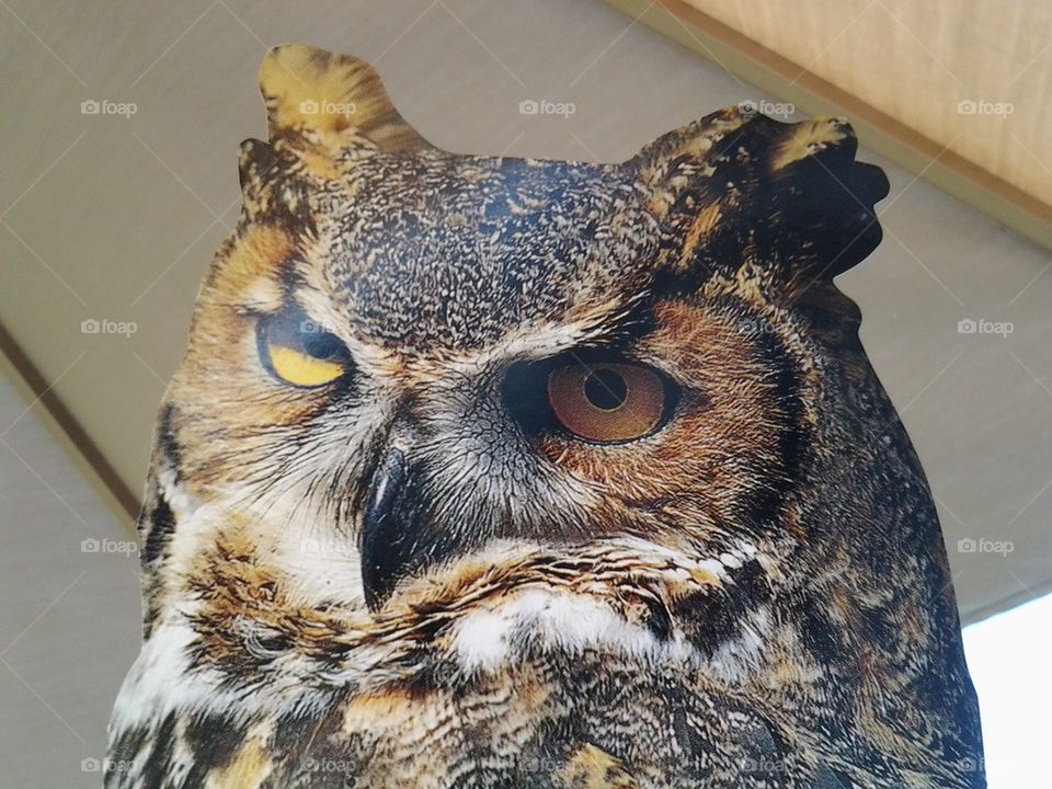 owl