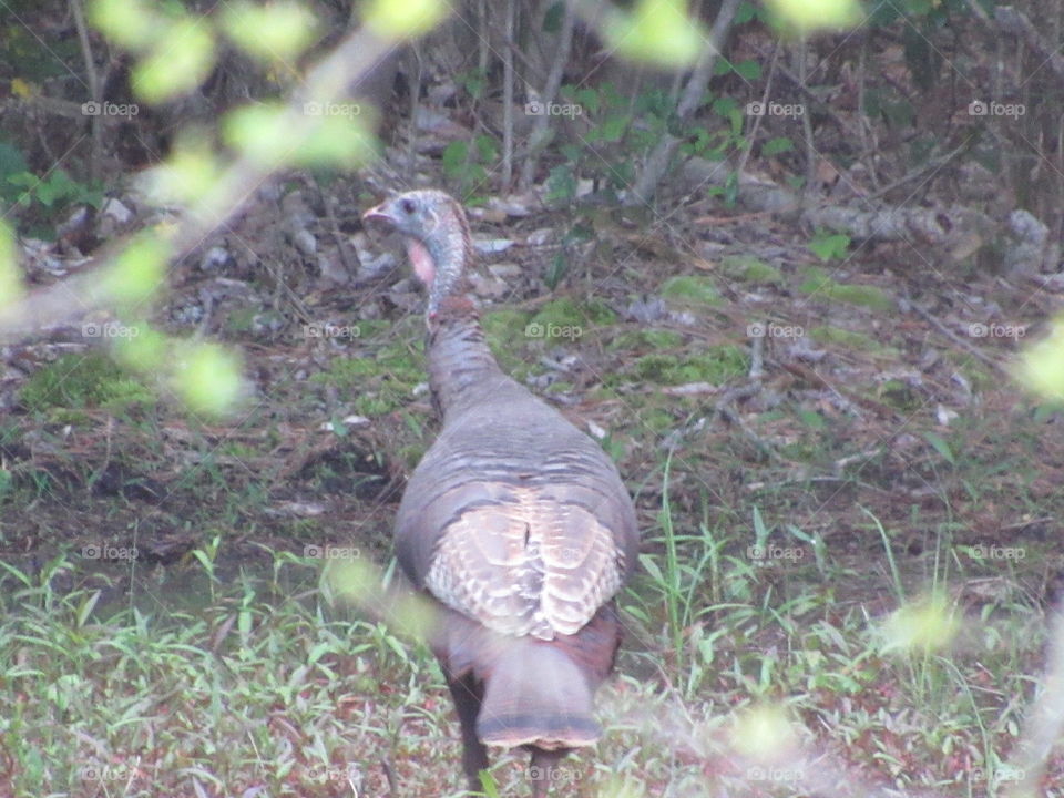 Young turkey